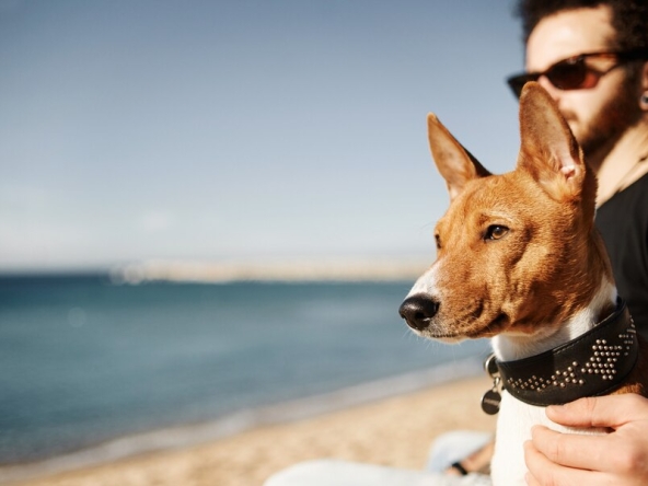 Moving to Dubai with your Dog: A Complete Guide