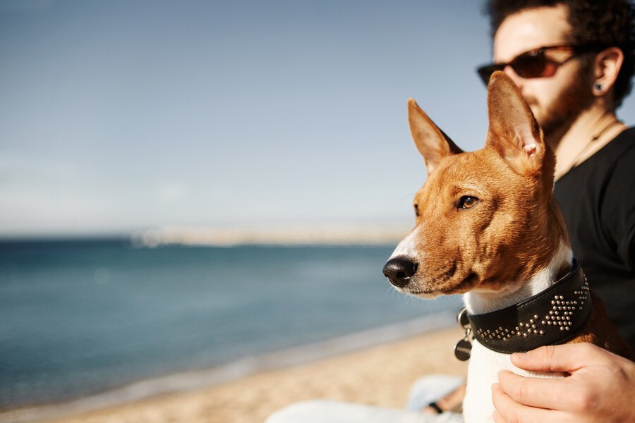 Moving to Dubai with your Dog: A Complete Guide